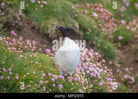 Razorbill, alca torda, standing on a cliff, surrounded by thrift flowers, in scotland in the springtime Stock Photo