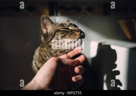 Human hand stroking a tabby cat at home Stock Photo