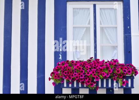 Beautiful purple petunias in the open close window. Stock Photo