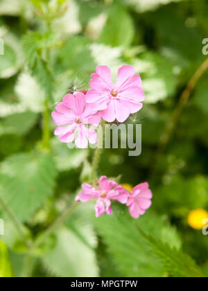close up of beautiful pink campion flower head spring; essex; england; uk Stock Photo