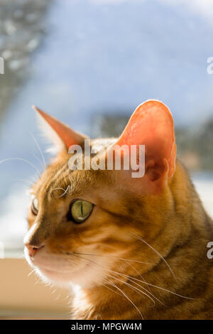 Beautiful female Bengal Cat portrait resting in sunlight by window indoors Stock Photo