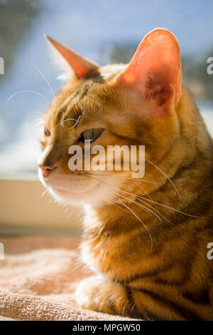 Beautiful female Bengal Cat portrait resting in sunlight by window indoors Stock Photo