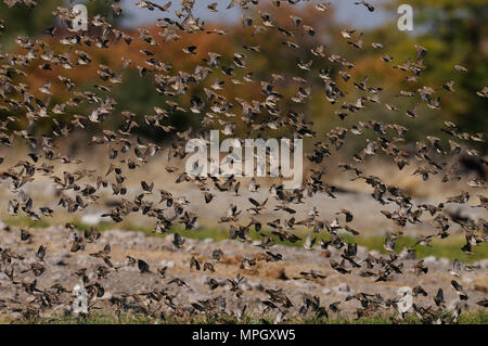 Redbilled quelea swarm fly up in the air, etosha nationalpark, namibia, (quelea quelea) Stock Photo