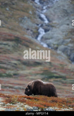 Musk ox in the autumm wild landscape, dovrefjell, norway, (ovibos mmoschatus) Stock Photo