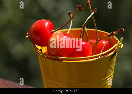 Yellow bucket of sour pie cherries ready for canning Stock Photo