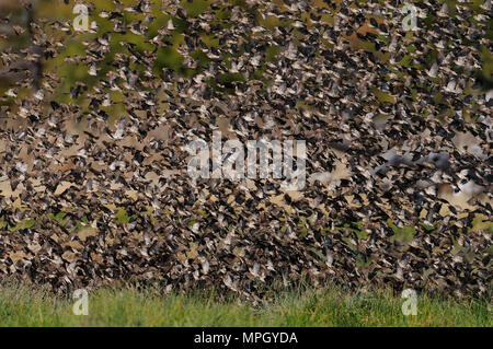 Swarm redbilled quelea fly up, (quelea quelea), etosha nationalpark, namibia Stock Photo