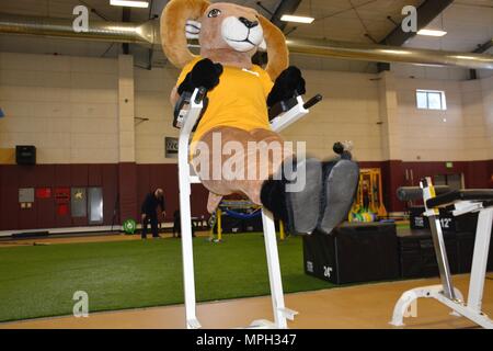 170228-N-DA597-006 SILVERDALE, Wash. (Feb. 28, 2017) – Navy mascot, “El Cid”, tests the upgraded Navy Operational Fitness and Fueling Systems (NOFFS) facility’s equipment at Naval Base Kitsap (NBK) – Bangor. (U.S. Navy photo by Petty Officer 2nd Class Athena Barber/Released) Stock Photo