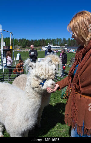 Alpaca, Vicugna pacos in a country fair in Lappeenranta, Finland Stock Photo
