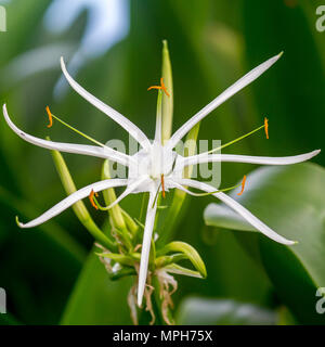 Spider lily (Crinum asiaticum), a beautiful tropical flower, on Praslin, Seychelles.