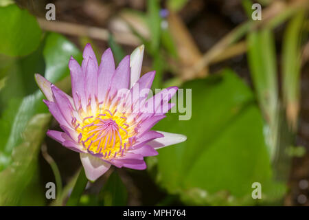 Blue lotus (Nymphaea caerulea), a tropical water lily, on Praslin, Seychelles. Stock Photo