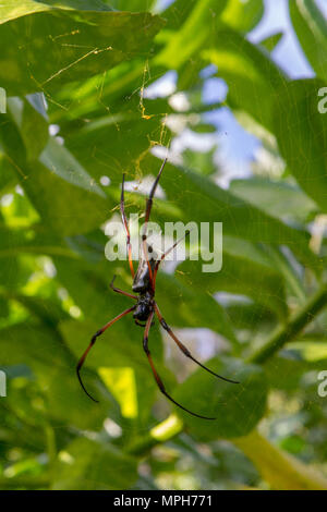 Red-legged golden orb-weaver spider (Nephila inaurata madagascariensis) on Praslin, Seychelles. Stock Photo