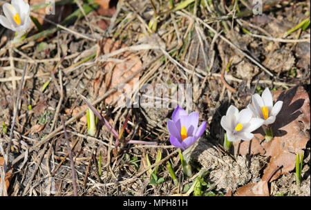 purple and white crocuses sprout from the mountain terrain Stock Photo