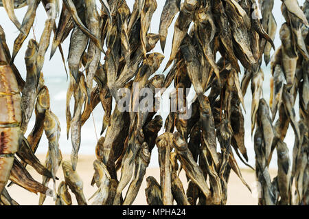 Dried fish of different species hanging on a thread. Stock Photo