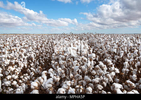 Cotton ready for harvesting.  Captured near Warren in NSW, Australia Stock Photo