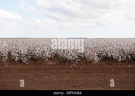 Cotton ready for harvesting.  Captured near Warren in NSW, Australia Stock Photo