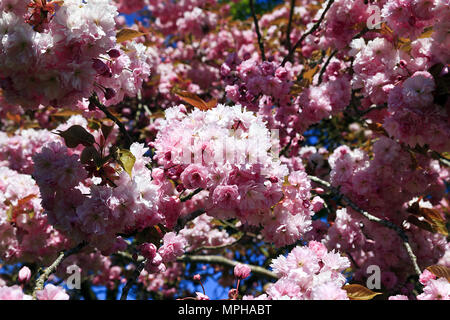 Pink Cherry Blossom Trees in Bloom, Knapton Church, Knapton, Norfolk Stock Photo