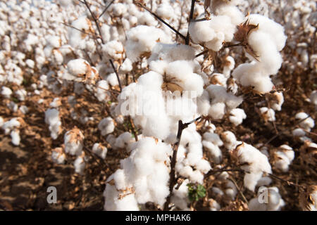 Cotton ready for harvesting.  Captured near Warren in NSW, Australia Stock Photo