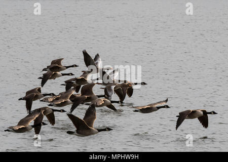 Canada Goose Branta Canadensis & Greylag Goose Anser anser Stock Photo