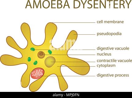 ILLUSTRATION OF AMOEBA DYSENTERY. microbiology. intestinal infection Stock Vector