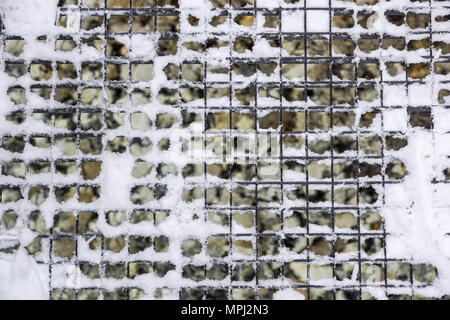 drain grate for water drainage in city streets, metal grid, iron manhole, covered with snow during a storm, blizzard, winter, mountain Stock Photo