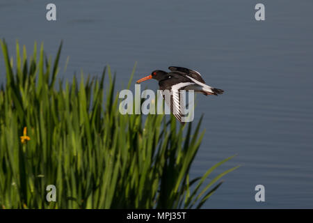 UK oystercatcher (Haematopus ostralegus) isolated in flight over water by reed bed. Oystercatcher flying. Parent bird collecting insects, grub in beak. Stock Photo