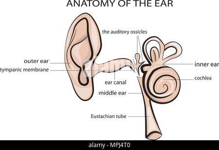 anatomical illustration of the ear. head.. ILLUSTRATION of the human heart. cardiology. vector Stock Vector