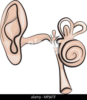 anatomical illustration of the ear Stock Vector
