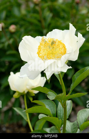 Yellow peony flower close up on a black background Stock Photo - Alamy