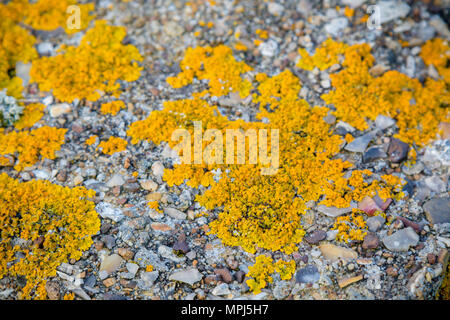 Lichen growing on coastal defences on the Isle of Grain, Kent United Kingdom to defend against a Nazi invasion of Britain Stock Photo