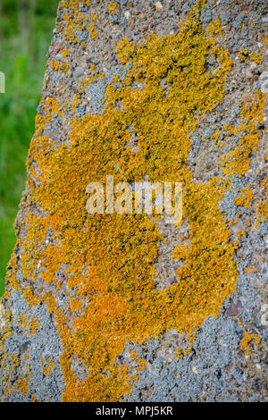 Lichen growing on coastal defences on the Isle of Grain, Kent United Kingdom to defend against a Nazi invasion of Britain Stock Photo