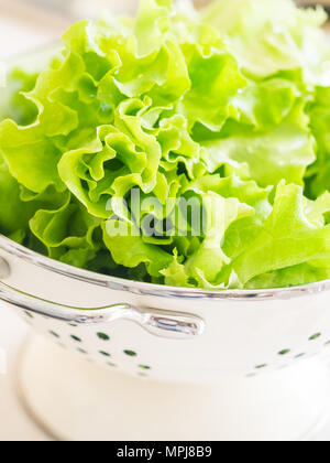 Fresh organic lettuce in a white colander. Stock Photo