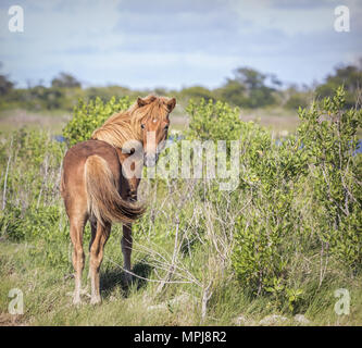 Chestnut Colored Chincoteague Pony-Equus ferrus caballus in Assateague State Park in Maryland, USA Stock Photo
