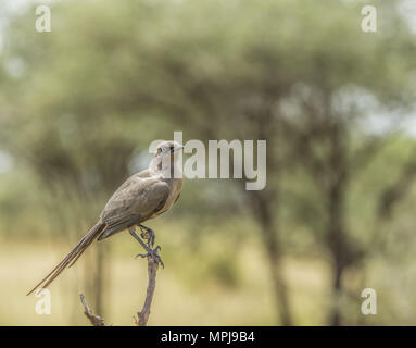 Ashy Starling-Cosmopsarus unicolor in Lake Manyara, Tanzania, Africa Stock Photo