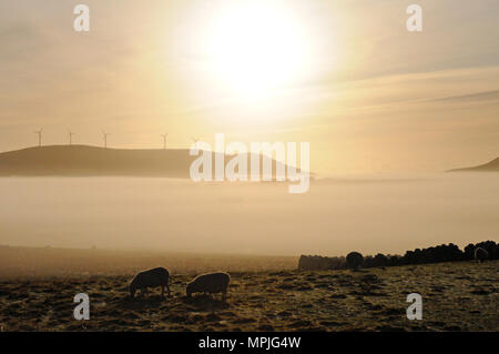 Windmills on hilltops on a misty morning with the sun just rising and mist in the valley below them Stock Photo