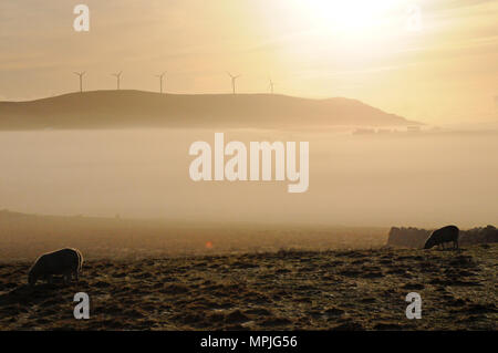 Windmills on hilltops on a misty morning with the sun just rising and mist in the valley below them Stock Photo