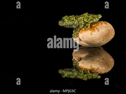 s small moss frog on a rock in a srudio set up, with a reflection Stock Photo