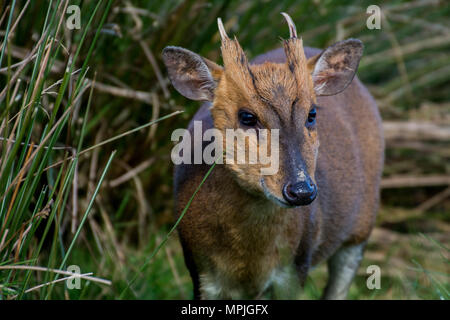 Wild muntjac deer in long grass Stock Photo