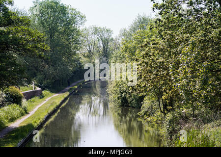 View of the Birmingham & Fazeley canal, Middleton Lakes, Staffordshire in spring with green foliage on the banks Stock Photo