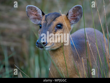 Wild muntjac deer in long grass Stock Photo