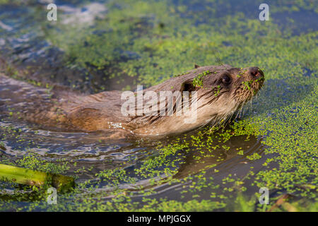 Otter swimming towards the bank through algae Stock Photo