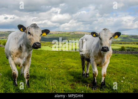 Rare breed British White bullocks grazing in South Cumbria. Stock Photo