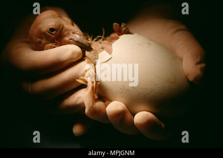 CALIFORNIA CONDOR (GYMNOGYPS CALIFORNIANUS) CHICK HATCHING [ENDANGERED SPECIES] / SAN DIEGO WILD ANIMAL PARK, SAN DIEGO, CALIFORNIA Stock Photo