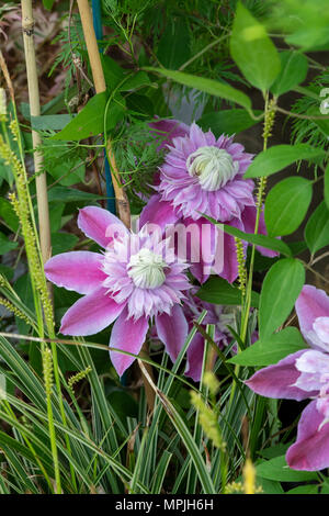 Clematis josephine online