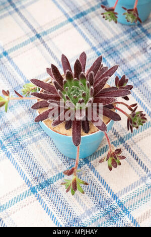 Sempervivum in a pot from above. Houseleek at a flower show. UK Stock Photo