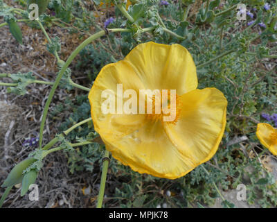 YELLOW HORNED POPPY Glaucium flavum on coastline of  northern Crete. Photo: Tony Gale Stock Photo