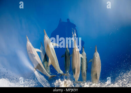 spinner dolphin, Stenella longirostris, bow-riding, Chichi-jima, Bonin Islands, Ogasawara Islands, UNESCO World Heritage Site, Japan, Pacific Ocean Stock Photo