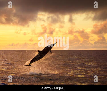 spinner dolphin, Stenella longirostris, jumping, leaping, at sunset, silhouette, Chichi-jima, Bonin Islands, Ogasawara Islands, UNESCO World Heritage  Stock Photo