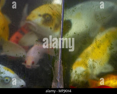 Golden fish of different size, the body is distorted by the rib of the aquarium, blurred image of an abstract background through a glass of acrylic aq Stock Photo