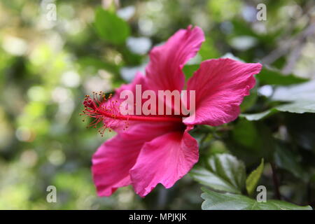 Southern California Pink Hibiscus Flower Stock Photo