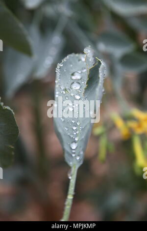 Green leaf covered in rain drops. California Stock Photo